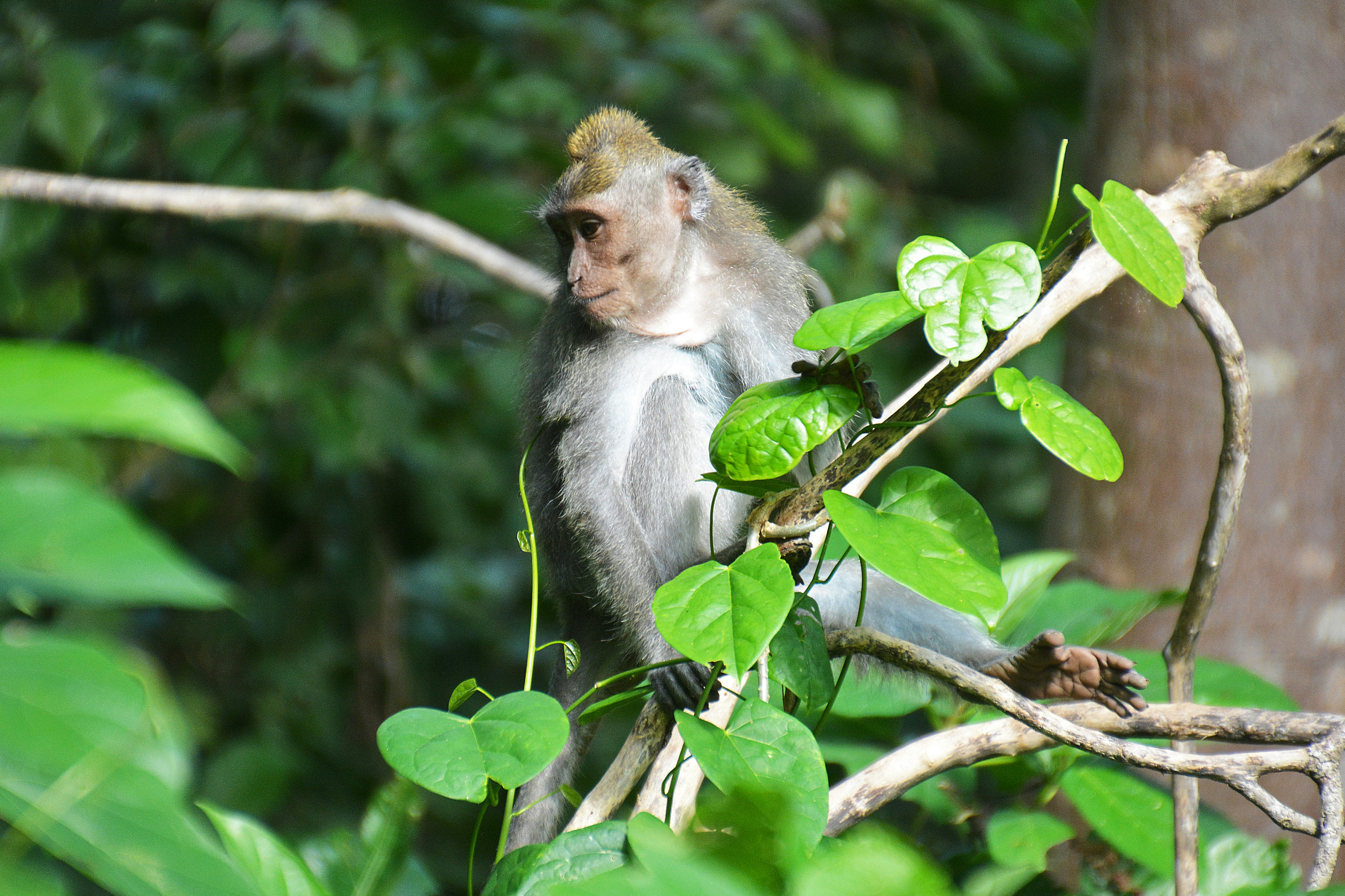 brown monkey on green tree branch during daytime